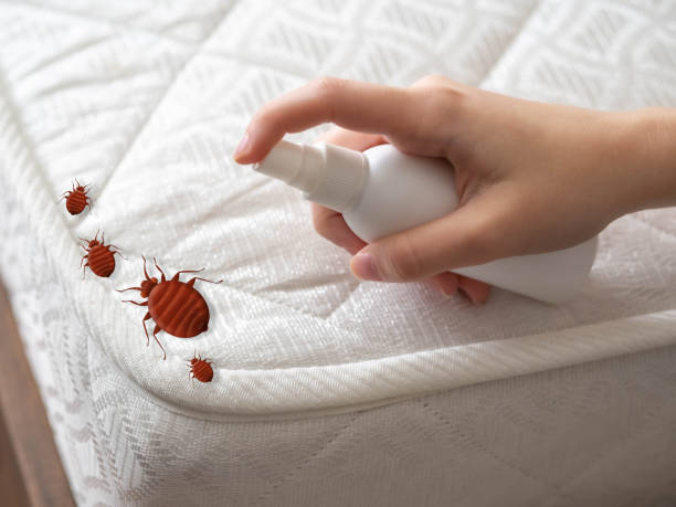 Best Pest Control Near Me in Mills River, NC